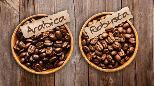 CÁCH PHÂN BIỆT HẠT CÀ PHÊ ARABICA VÀ ROBUSTA